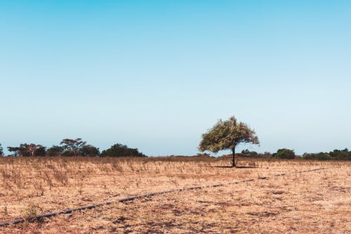 7 Ways To Bring Back Dead Grass - Can Eating Dead Grass Cause Depression