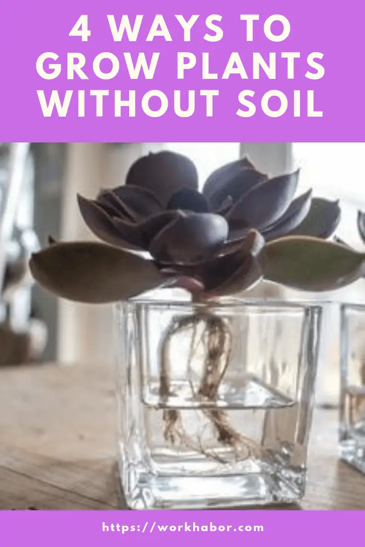 4 Awesome Ways To Grow Plants Without Soil