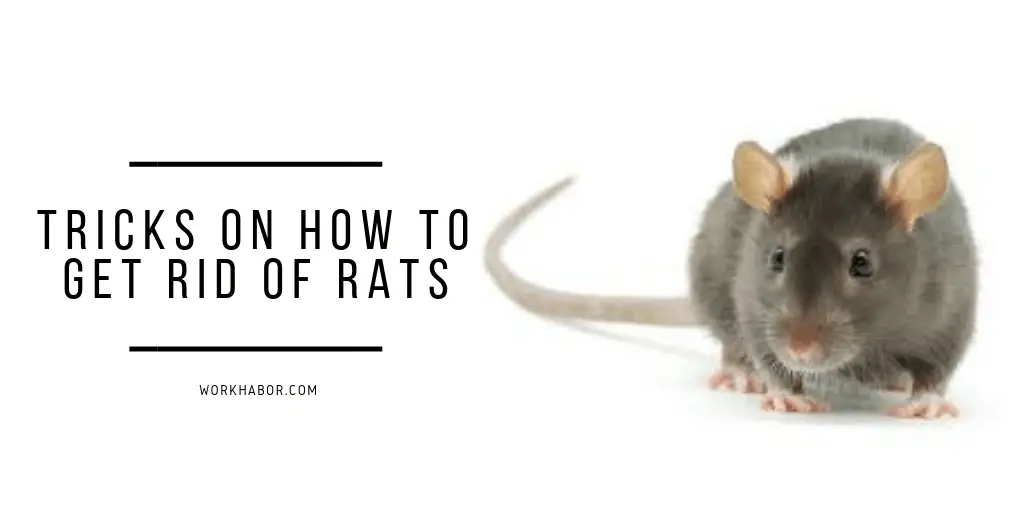 Tricks On How To Get Rid Of Rats