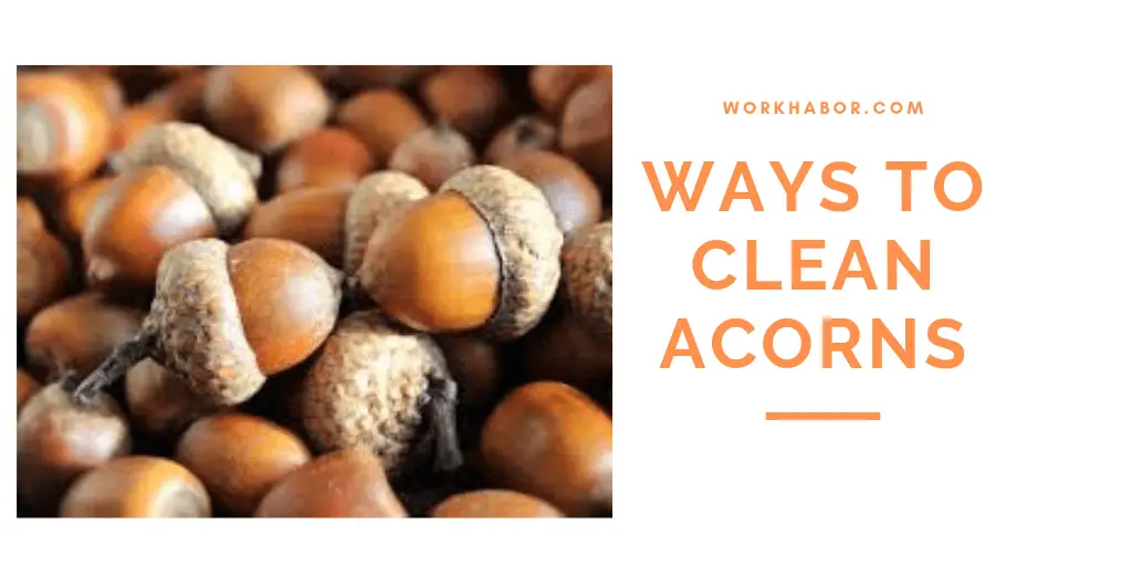 Ways To Clean Acorns