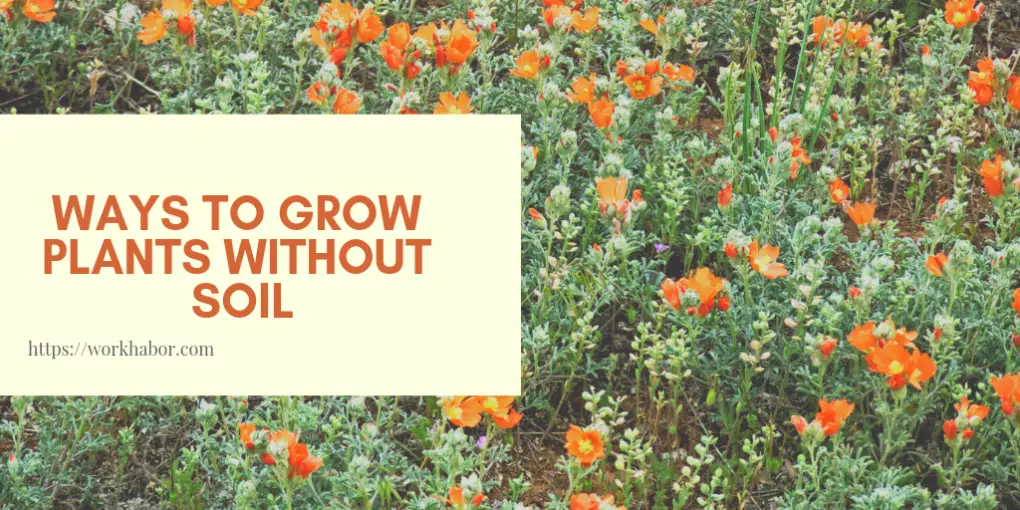 4 Awesome Ways To Grow Plants Without Soil WORKHABOR Helping You