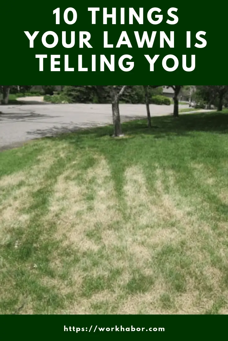 things your lawn is trying to tell you
