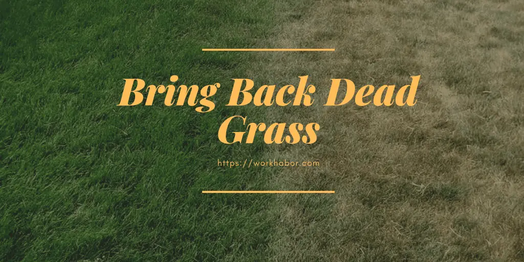 ways to bring back dead grass