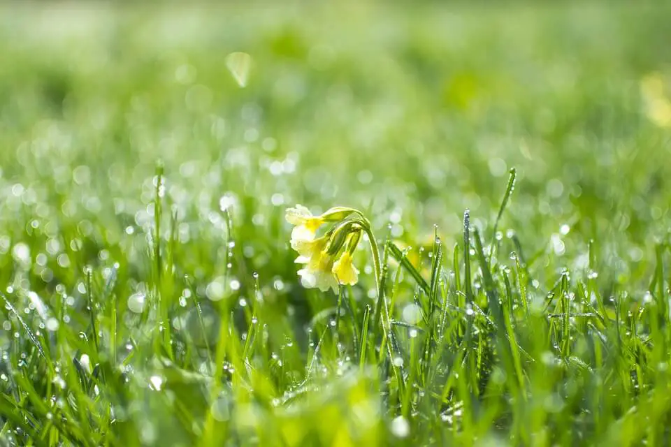 what lawn means
