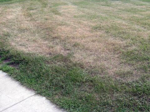 lawn problems
