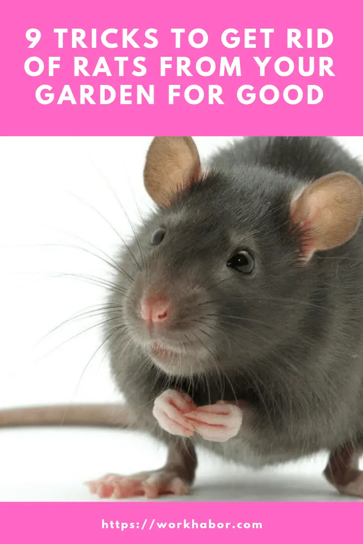 how to get rid of rats from your garden for good
