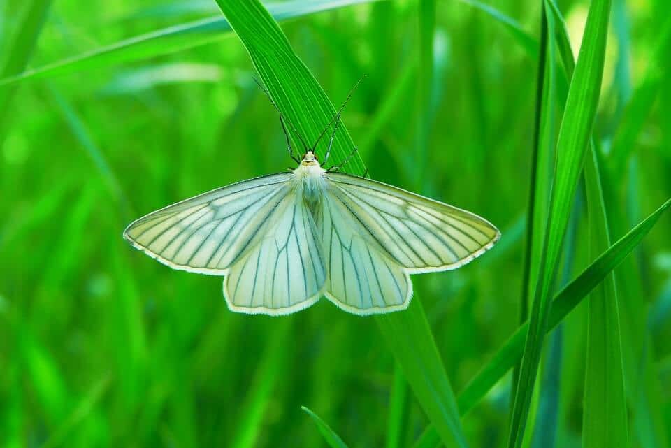 lawn insects