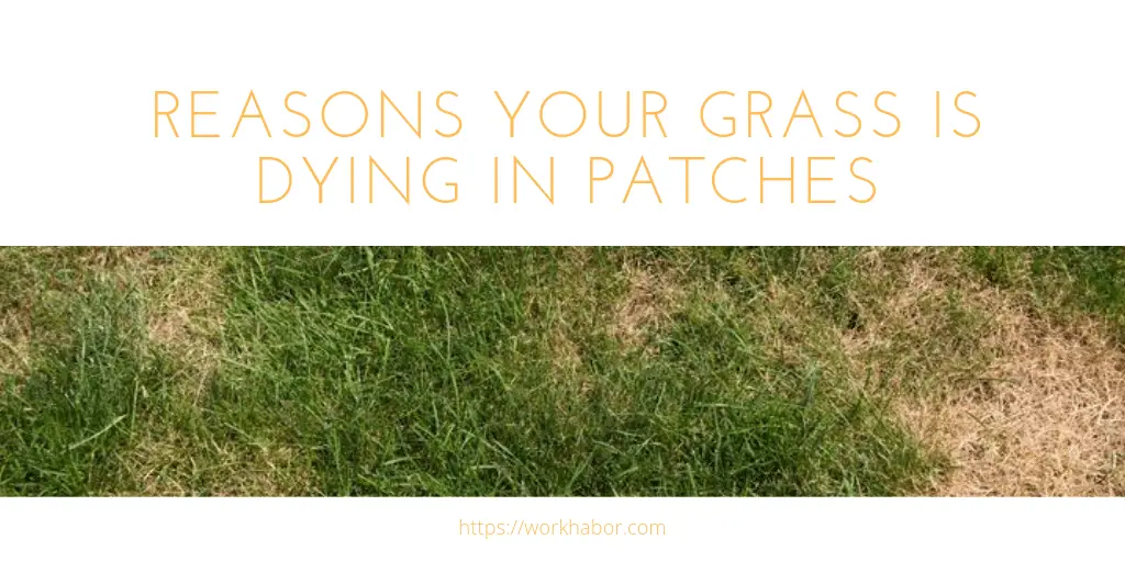 reasons your grass is dying in patches