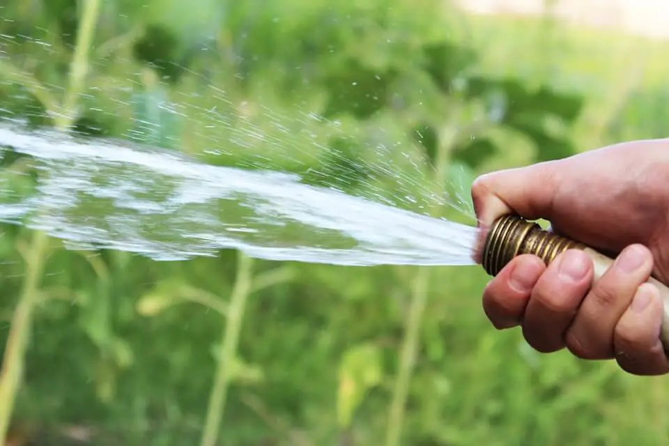 reviving a dead lawn