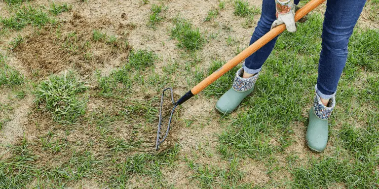 Why Is My Grass Dying In Patches? And What To Do About It – Workhabor ...