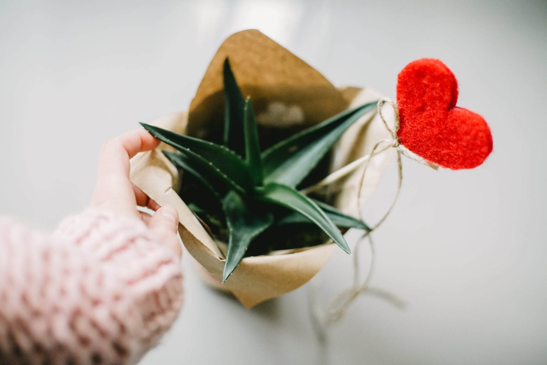 5 Excellent Plants To Grow Inside