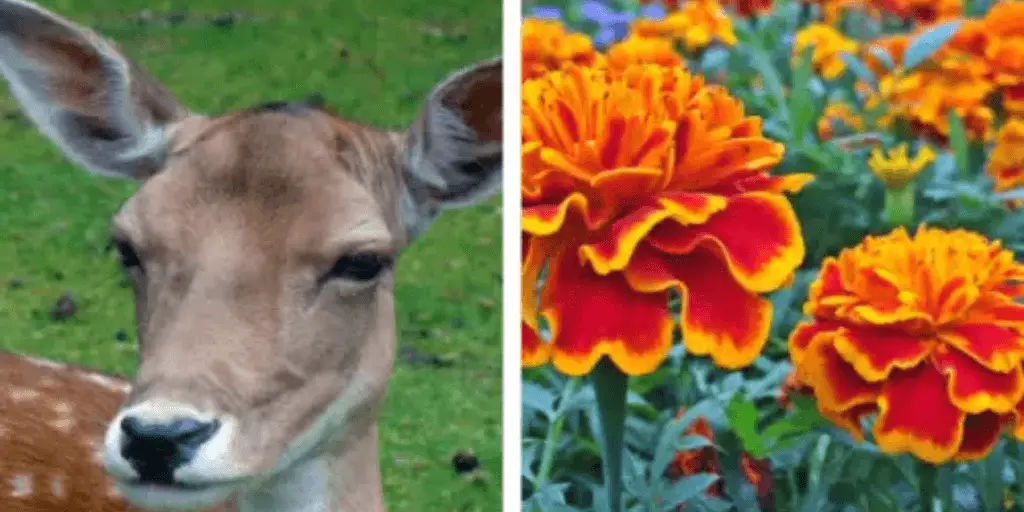 do deer eat marigolds?