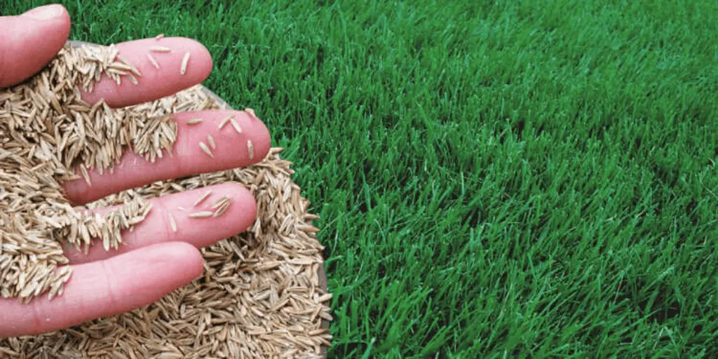 how to seed a lawn from scratch