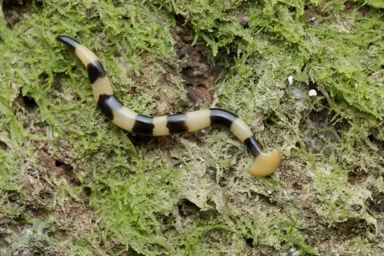 how to get rid of hammerhead worms from your garden