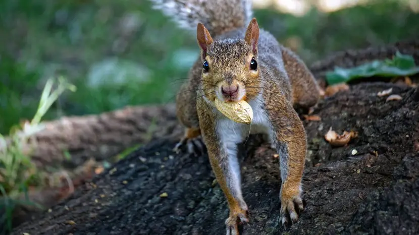 do squirrels eat acorns?