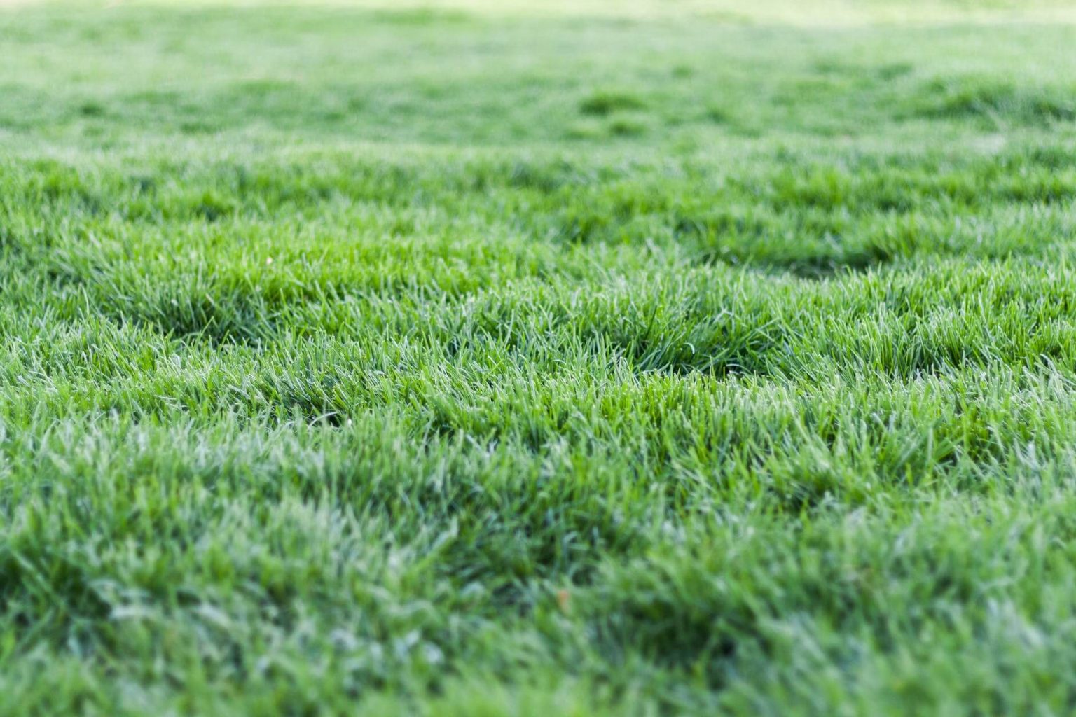 Struggling with a Brown Lawn? Simple Steps to Bring Your Lawn Back To Life