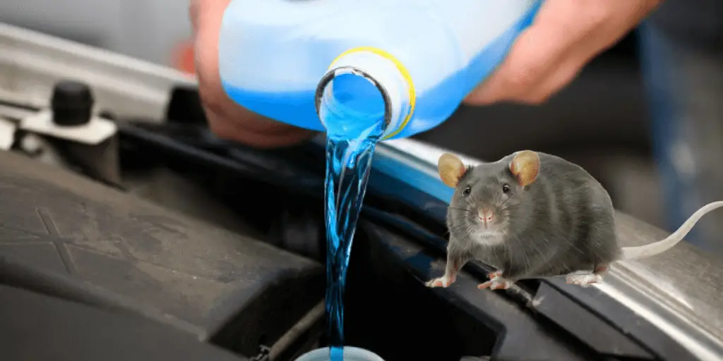 will antifreeze kill rats