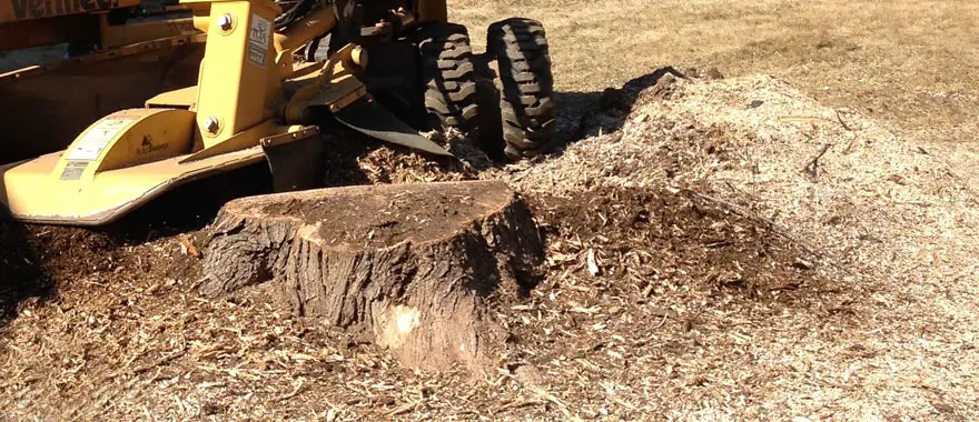 how long does it take to grind a stump