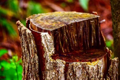 how to preserve a tree stump
