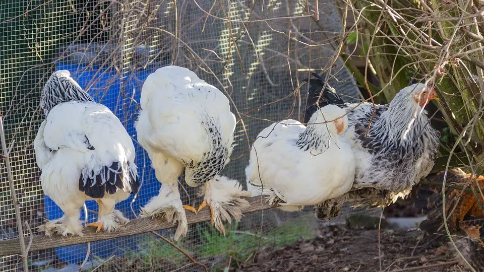 How to Choose Backyard Chicken Breeds