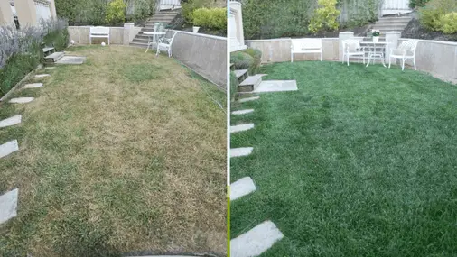 How To Turn Brown Grass Green Fast