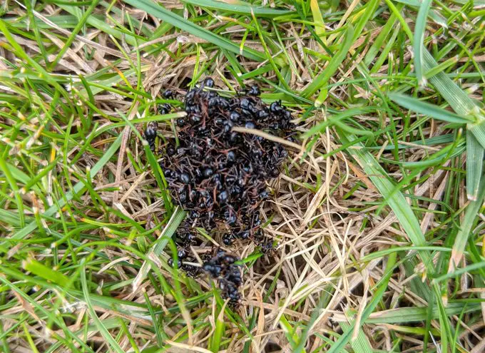 how to get rid of ants in a lawn