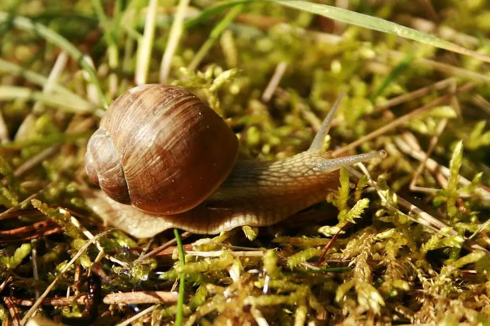 do snails eat grass