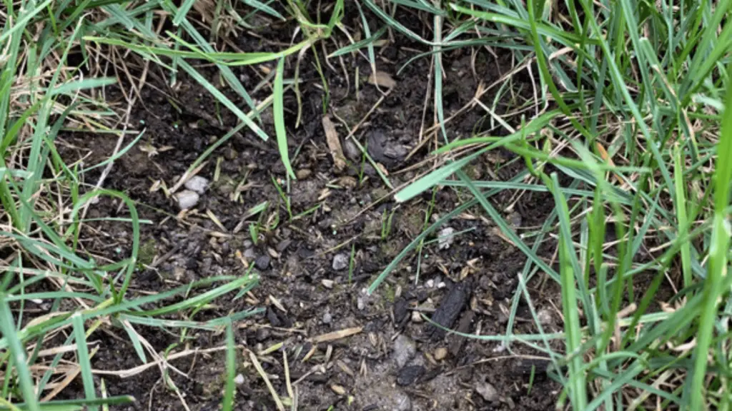 What to Do If Grass Seed Doesn’t Grow Workhabor Workhabor