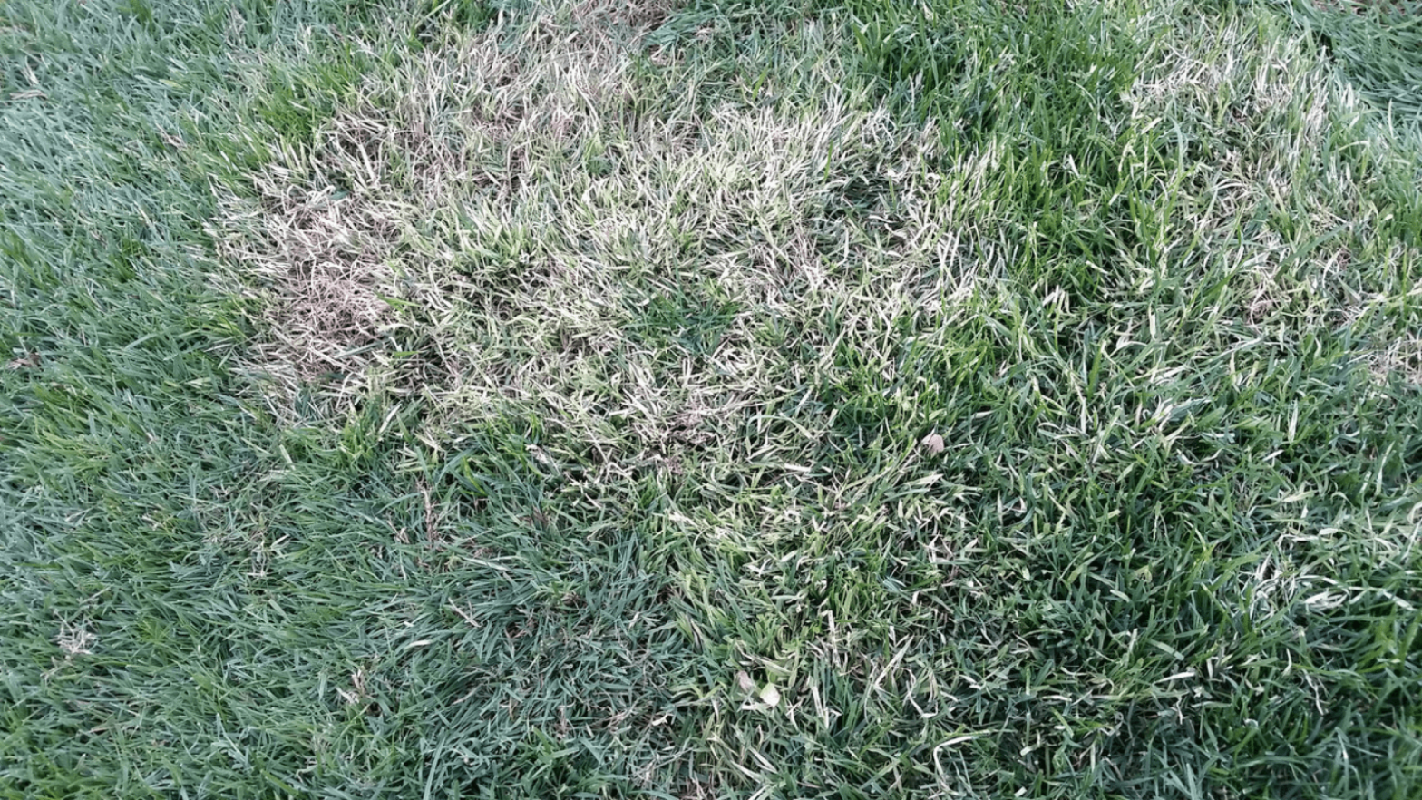 why is my grass turning white