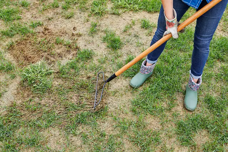 fixing bare patches on the lawn