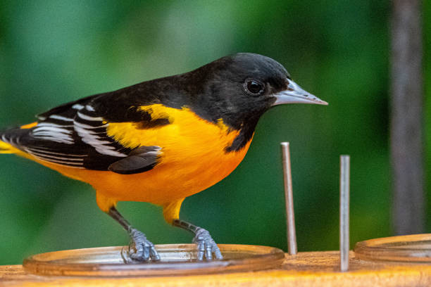 oriole