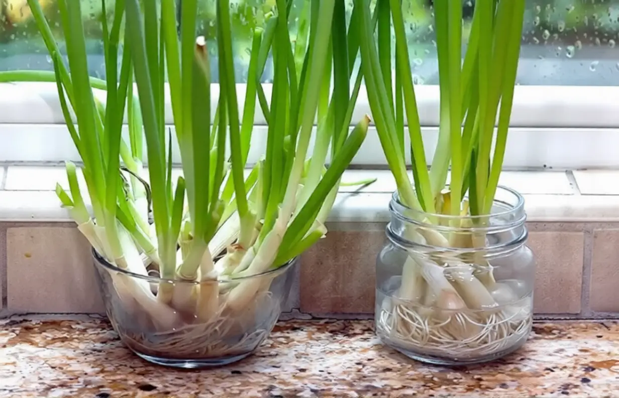 green onions in low light