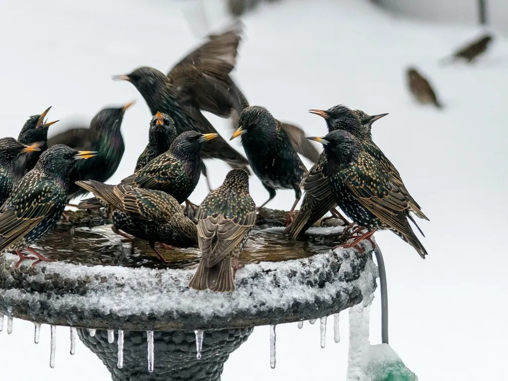 bird bath that gets used
