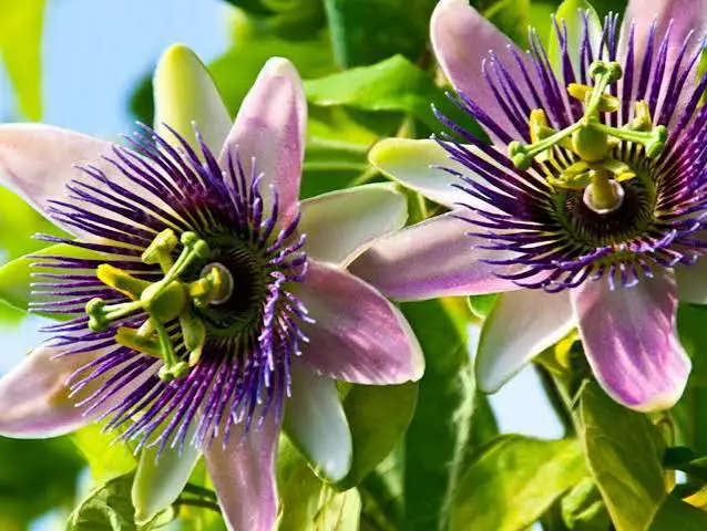 passion flowers