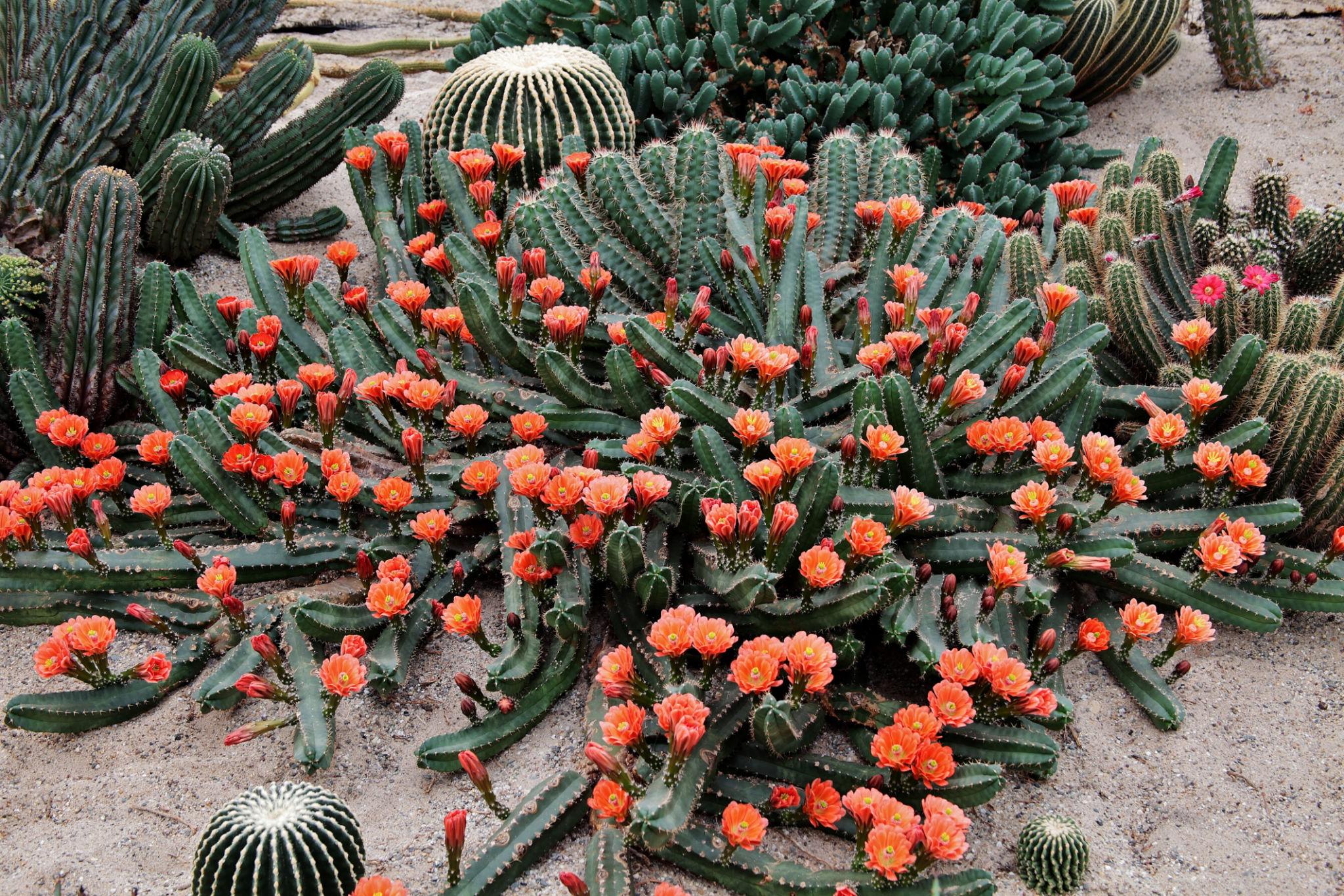 cactus flower bed